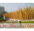 Cây tre vàng - Cung cấp, trồng và chăm sóc Cây tre vàng Đà Nẵng