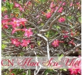 Hoa sứ đỏ - Cung cấp, trồng và chăm sóc Hoa sứ đỏ Đà Nẵng