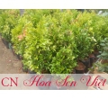 Cây hồng lộc - Cung cấp, trồng và chăm sóc Cây hồng lộc Đà Nẵng