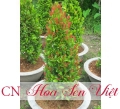 Cây hồng lộc - Cung cấp, trồng và chăm sóc Cây hồng lộc Đà Nẵng
