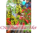 Cây sung - Cung cấp, trồng và chăm sóc Cây sung Đà Nẵng