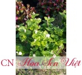 Cây hoa nhài - Cung cấp, trồng và chăm sóc Cây hoa nhài Đà Nẵng