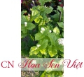 Cây hoa nhài - Cung cấp, trồng và chăm sóc Cây hoa nhài Đà Nẵng