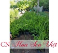 Cây dương xỉ (cây phi lao) - Cung cấp, trồng và chăm sóc Cây dương xỉ Đà Nẵng