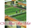 Vườn mái đẹp - Cung cấp, trồng và chăm sóc Vườn mái đẹp Đà Nẵng