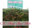 Vườn tường Đà Nẵng