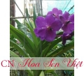 Lan Vanda tím - Cung cấp, trồng và chăm sóc Lan Vanda tím Đà Nẵng