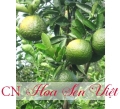 Cây cam sành - Cung cấp, trồng và chăm sóc Cây cam sành Đà Nẵng