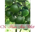 Giống cây cam - Cung cấp, trồng và chăm sóc Giống cây cam Đà Nẵng
