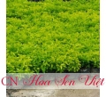 Cây chuổi ngọc - Cung cấp, trồng và chăm sóc Cây chuổi ngọc Đà Nẵng