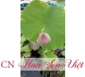 Hoa sen đẹp - Cung cấp, trồng và chăm sóc Hoa sen đẹp Đà Nẵng