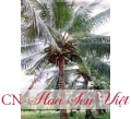 Cây dừa - Cung cấp, trồng và chăm sóc Cây dừa Đà Nẵng