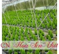 Cây tùng thơm - Cung cấp, trồng và chăm sóc Cây tùng thơm Đà Nẵng