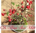 Hoa mai đỏ - Cung cấp, trồng và chăm sóc Hoa mai đỏ Đà Nẵng