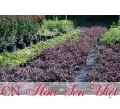 Cây hồng kế - Giá bán, cách trồng và chăm sóc cây hồng kế