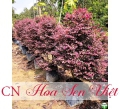 Cây hồng kế - Giá bán, cách trồng và chăm sóc cây hồng kế