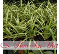 Cây thùa vàng sọc - Giá bán, cách trồng và chăm sóc cây thùa vàng sọc