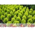 Cây trắc bách diệp vàng - giá bán, cách trồng và chăm sóc cây trắc bách diệp vàng