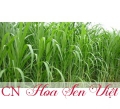 Cây cỏ đuôi voi xanh - Giá bán, cách trồng và chăm sóc cỏ đuôi voi xanh