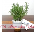 Cây hương thảo - Giá bán, cách trồng và chăm sóc cây hương thảo