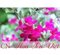 Cây tuyết sơn phi hồng - Giá bán, cách trồng và chăm sóc cây tuyết sơn phi hồng
