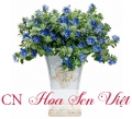 Cây hoa thanh tú - Giá bán, cách trồng và chăm sóc cây hoa thanh tú