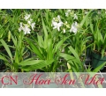 Hoa chu đinh lan - Giá bán, cách trồng và chăm sóc cây chu đinh lan
