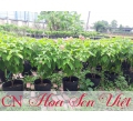 Hoa én hồng - Giá bán, cách trồng và chăm sóc hoa én hồng