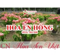 Hoa én hồng - Giá bán, cách trồng và chăm sóc hoa én hồng