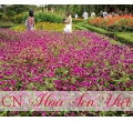 Hoa cúc bách Nhật - Giá bán, cách trồng và chăm sóc hoa cúc bách Nhật
