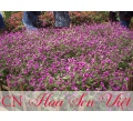 Hoa cúc bách Nhật - Giá bán, cách trồng và chăm sóc hoa cúc bách Nhật