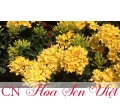Hoa trang thái - Giá bán, cách trồng và chăm sóc cây hoa trang thái