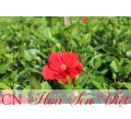 Hoa râm bụt Thái - Giá bán, cách trồng và chăm sóc hoa râm bụt Thái