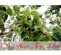 Cây bồ đề đỏ - Giá bán, cách trồng và chăm sóc cây bồ đề đỏ