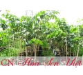 Cây gõ đỏ - Giá bán, cách trồng và chăm sóc cây gõ đỏ