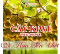 Cây kiwi - Giá bán, cách trồng và chăm sóc cây kiwi