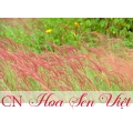 Cỏ lau đỏ (cỏ đuôi chồn)- cỏ lay đỏ