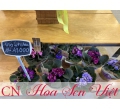 Hoa violet Châu Phi - Đà Lạt Hasfarm