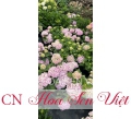 Hoa Cẩm tú cầu - Cung cấp, trồng và chăm sóc Hoa Cẩm tú cầu Đà Nẵng