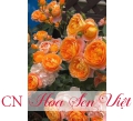 Hoa Hồng Nhập  - Hoa hồng leo Cẩm My - Giá bán, cách trồng và chăm sóc cây hoa hồng