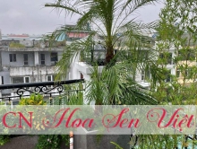 Chậu trồng cây xi măng tại Đà Nẵng