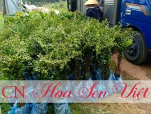 Cây bàng đài loan một loại cây bóng mát được ưa chuộng nhất hiện nay tại Đà Nẵng