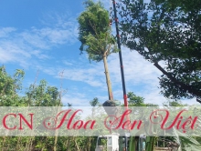 Cây bàng đài loan một loại cây bóng mát được ưa chuộng nhất hiện nay tại Đà Nẵng