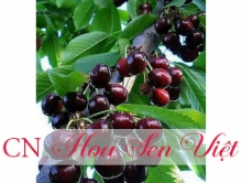 Cây cherry giống - Cung cấp, trồng và chăm sóc Cây cherry giống Đà Nẵng