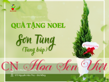 Quà Tặng Giáng Sinh - Cây Sơn Tùng