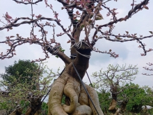 Kẽm uốn cây – Dây nhôm quấn bonsai, cây cảnh