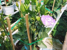 Hoa Cát tường - Cung cấp, trồng và chăm sóc Cát tường Đà Nẵng