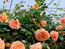 Hoa hồng leo Abraham Darby