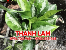 Cây Thanh Lam