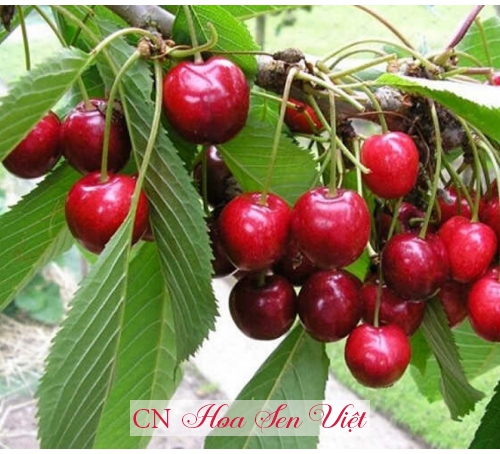 Cây cherry giống - Cung cấp, trồng và chăm sóc Cây cherry giống Đà Nẵng